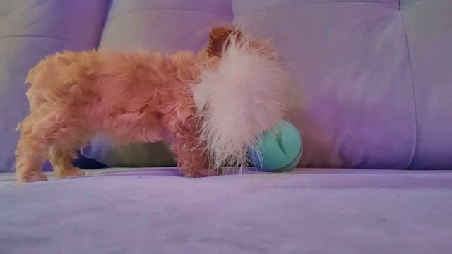 🎇🐕