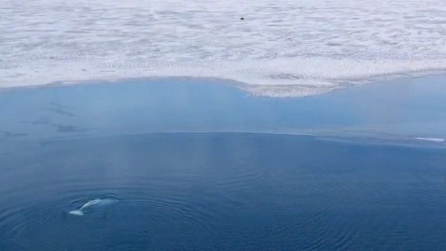 Северо Ледовитый океан и его жители. Белуха.