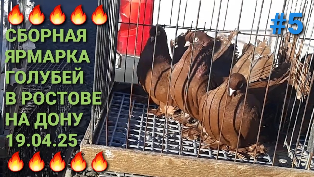 🔥🔥🔥 Сборная ярмарка голубей в Ростове на Дону. Птичий рынок 19.04.25. Часть 5. Pigeons Fair.