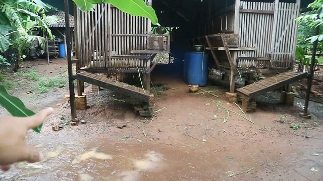 Jadikan peternakan kambingmu jadi sumber income yang mengalir deras