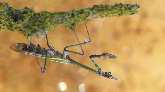 Hauben-Fangschrecke - Empusa fasciata
