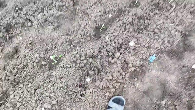 21/04/2022. Посадка рассады | Часть 1.