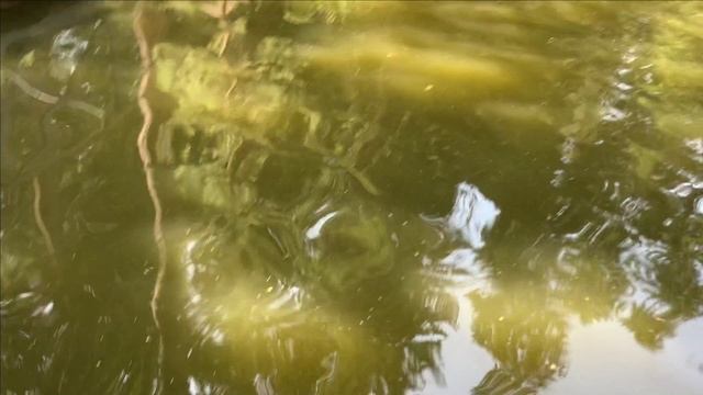 Пруд .Текущее.Известкование воды.