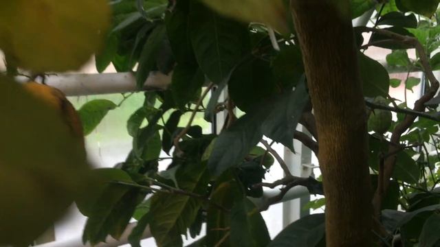 Citrus Medica