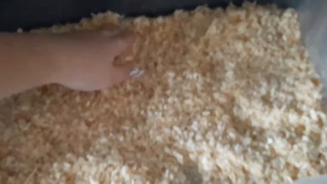 Рассаживаю хомяков/Делаю уборку у хомяков. Хомячкам 25 дней