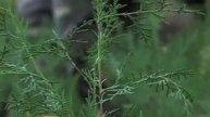 In the Balance: The Caucasus Leopard