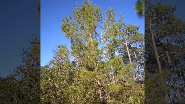 Sand Pine/Longleaf Pine