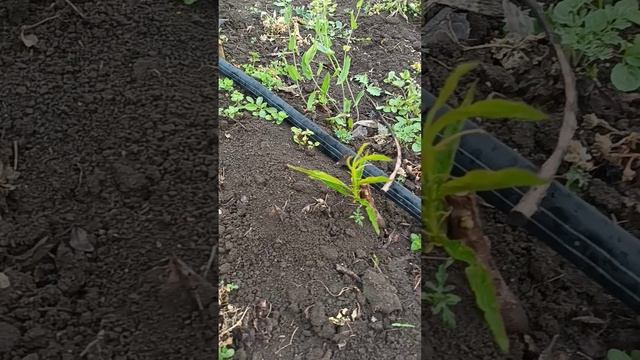 все о плодовых