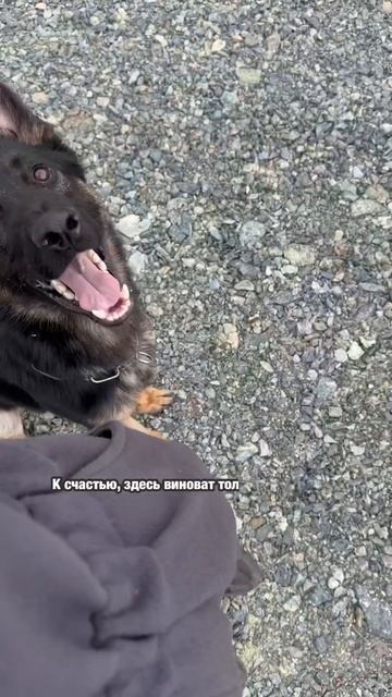 Нужно  основательно подходить к выбору собаки! #dogtraining #топ #собака