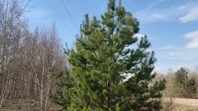 Молодая сосна