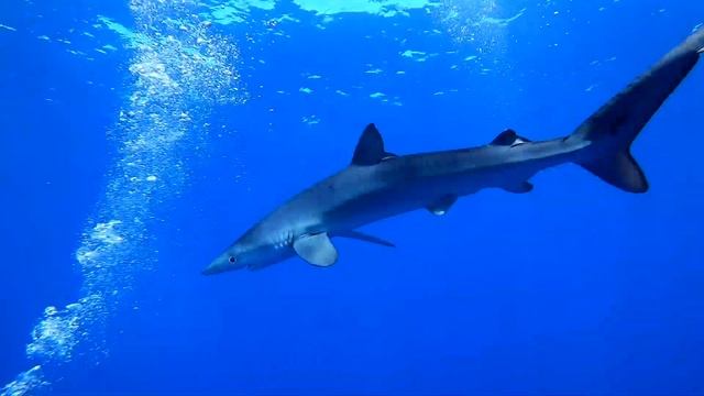 2020 Azores: Blue shark diving