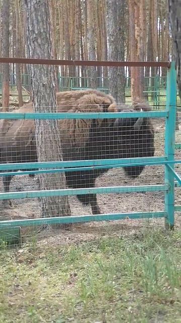 Червленый яр воронеж бизон часть 1