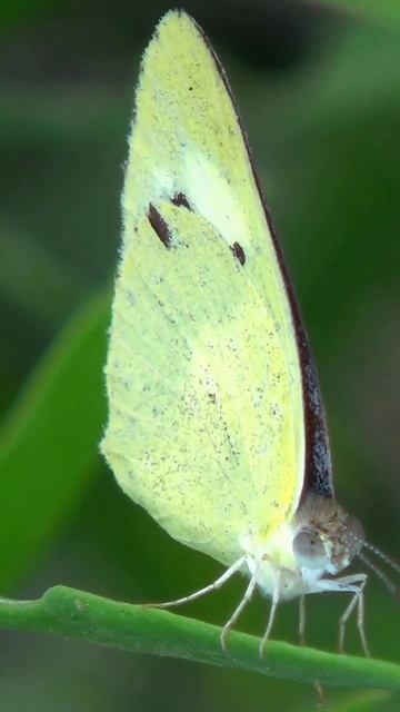 butterfly amazing video with green background #butterfly