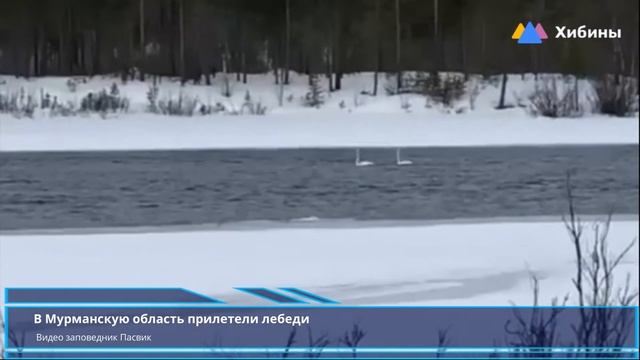 Хибины.com - в Мурманскую область прилетели лебеди