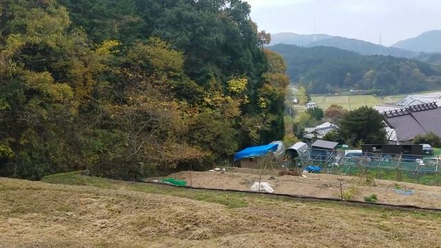 進み始めた紅葉と顔が白くなったｺﾞｰﾙﾃﾞﾝﾚﾄﾘﾊﾞｰ　11月12日