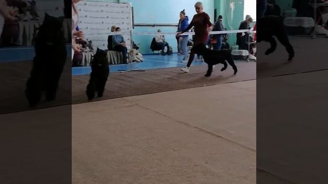 АС КЛАССИК РОМА И РАГНАР. ЩЕНКИ 8 МЕС. Выставка. Дети Роман-Кош Сатурна и БГ Орхидеи Блек Баттерфля