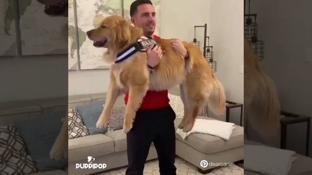 My Personal trainer is a hecking Doggo | Puppipop