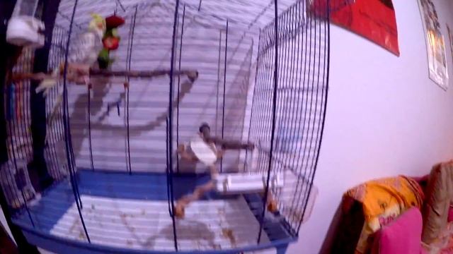 HOW TO SET UP A PARROT CAGE: my mistakes and my experience