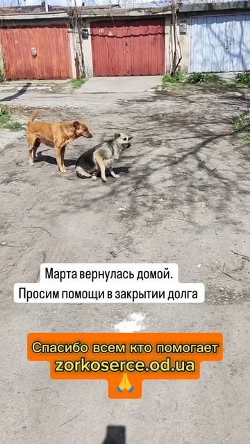 Утро начинается не с кофе 🐶 трансферы бездомных собачек 🐶 zorkoserce.od.ua