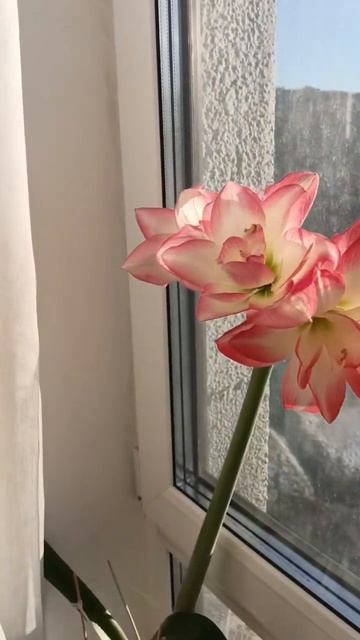Веснасолнцевыходные дача дом семья