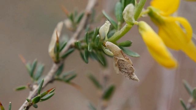 Stekelbremkokermot - Coleophora genistae