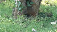 bandipur small guy