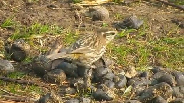 Birding the sub-continent - The Himalayas - White-browed Rosefinch feeding