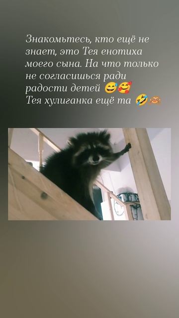 Енот Тея