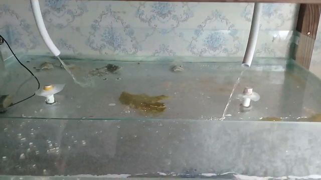 Австралийские раки.АККР, запуск двух бассейнов пока без биофильтра.