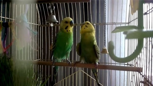 Самка требует корма