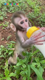 Baby drinks bottled milk #monkey #viral #cute #babymonkey #trendingshorts #memes #funny #shoets
