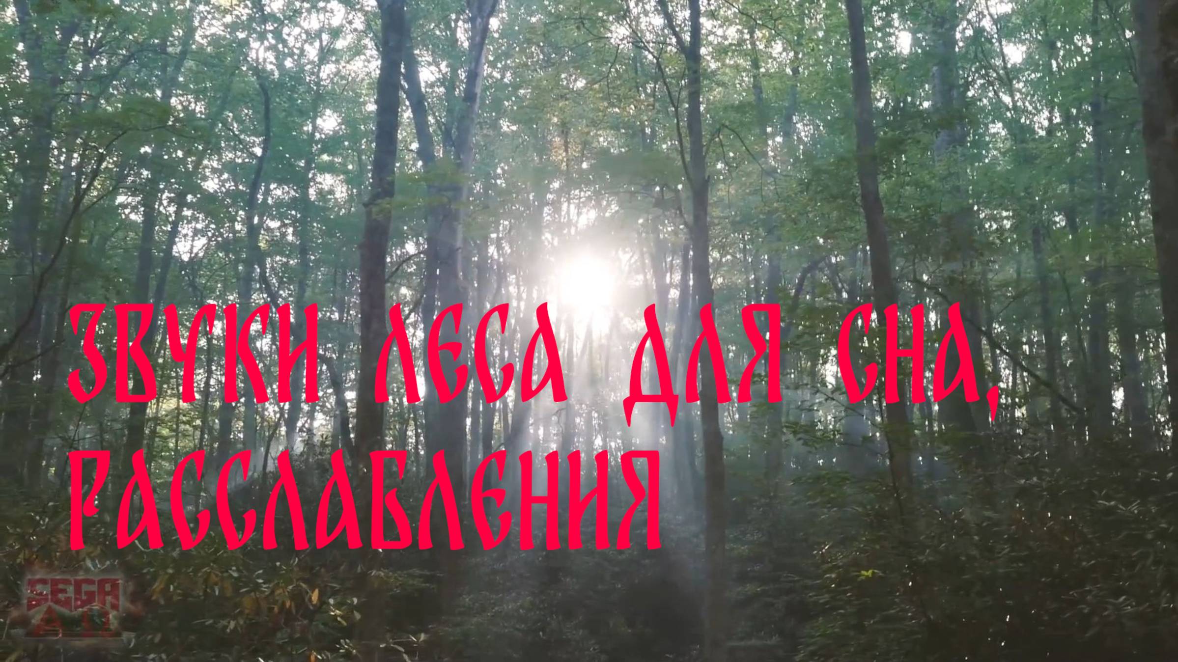 ЗВУКИ ЛЕСА. ДЛЯ СНА И РАССЛАБЛЕНИЯ.