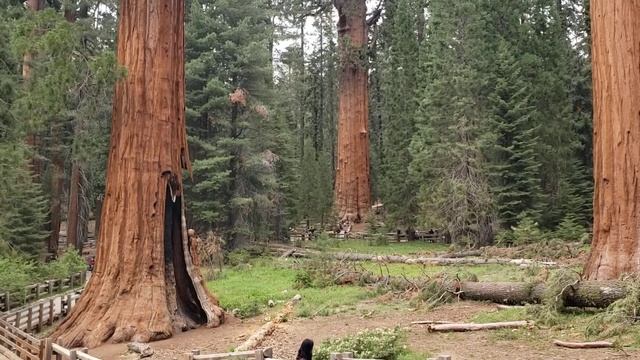 Giant Sequoia