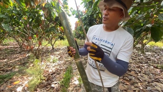[Vlog #7] Tutorial, Fast and Economical Cacao Pod Sleeving Method 🌱🌱🌱