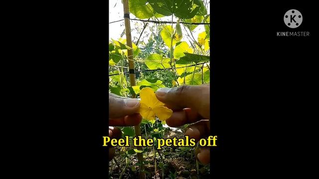 HOW TO HAND POLLINATE CUCUMBER || PAANO MAGPARAMI NG BUNGA NG PIPINO