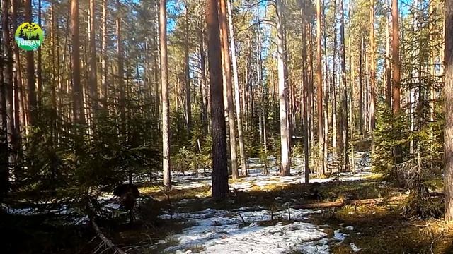 Глухари в заповеднике "Кивач". 17.04.2025