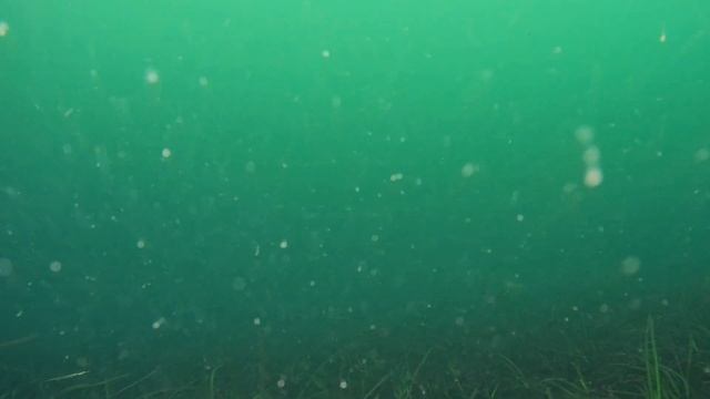 GLADIUSmini Underwater Hood Canal 12/21/19 Highlight