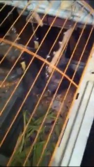 Шиншилла в колесе