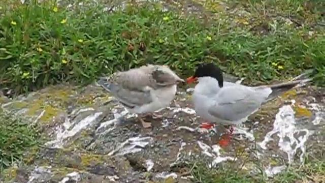 Common Tern Chick "Feed Me!"