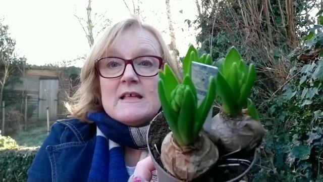 Buying Spring bulbs | Potting up in an upcycled planter
