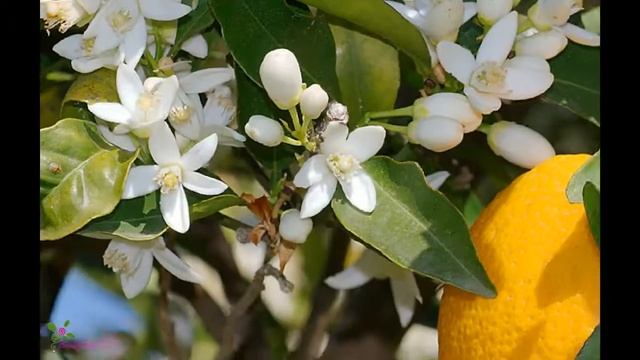 ARMAND BASI Lovely Blossom туалетная вода