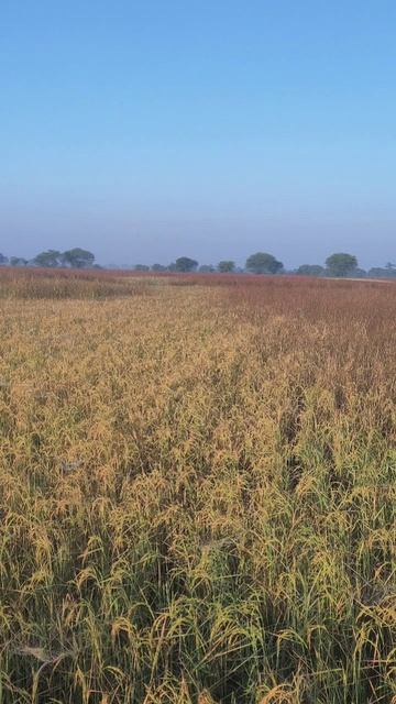 1121 paddy basmati dsr vidisha mp please subscribe 15oct 2022