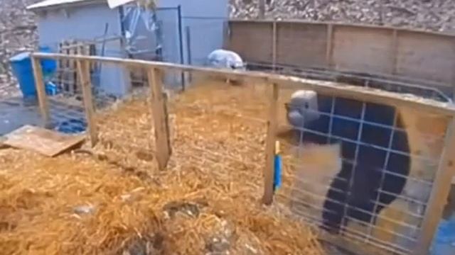Не на ту свинью нарвался медведь 😰#animal #медведь #свинья