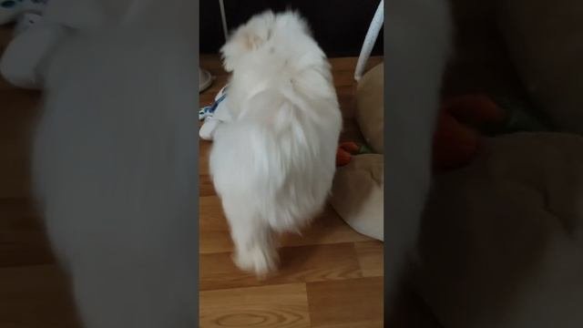 1000902991.mp4