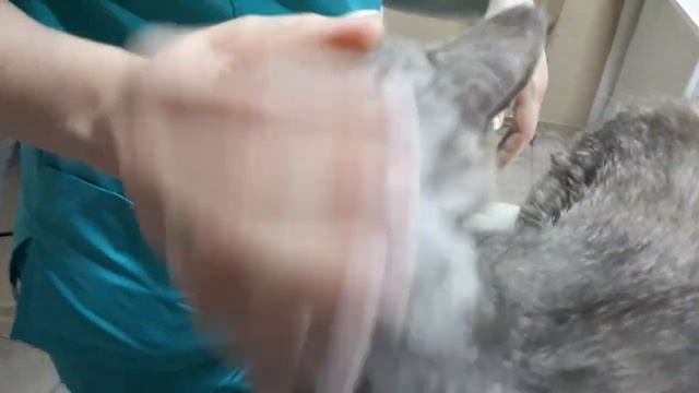 Выброшеный кот Басков ищет новых хозяев