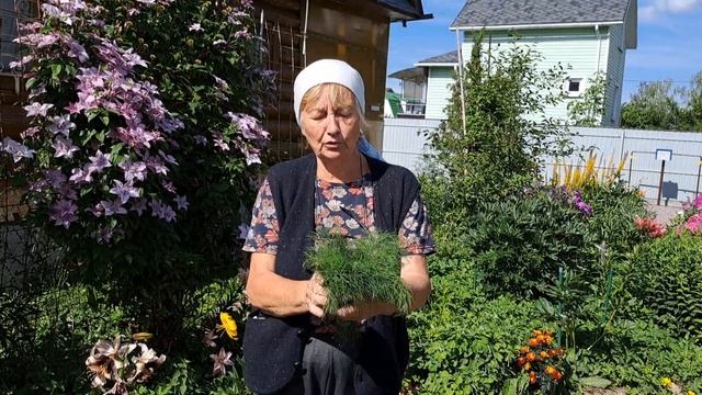 Дегустация укропа 'Аэронавт'