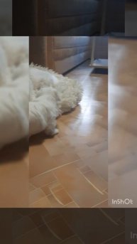 Первые шажки