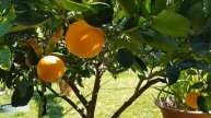 Citrus collection at the end of Winter 2018