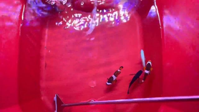 Acuario Marino Gusanos de Fuego
