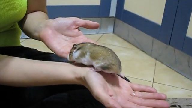 Флаффи Флауэ Рокси